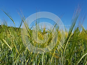 Golden ears of wheat in the field