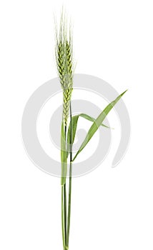 Green ears of wheat isolated on white background