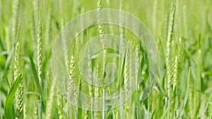 Green ears of wheat ripen in field in summer. Ears of wheat on the field a during day. Close up. Slow motion.