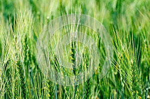 Green ears of wheat and rye close-up on an agricultural field symbol of a new crop