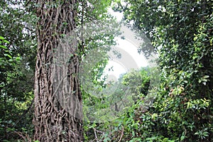 Green Earth. One Big Tree And Climber With Green Leaves