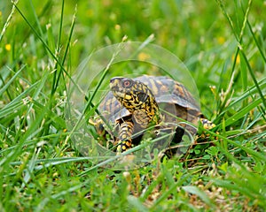 Green Eastern Box turtle in a grassy field