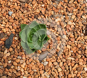 Green Echeveria