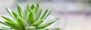 Green Echeveria close up banner