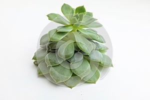 Green echeveria rosette on white background, close-up. Side view on succulent plant with thick funny leaves for