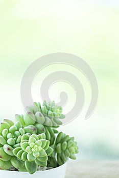 Green Echeveria Succulent houseplant