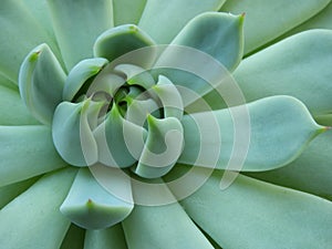 Green Echeveria succulent rosette close-up