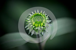 Green Echinacea Flower Bud