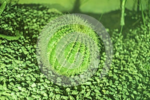 Green Echino Cactus