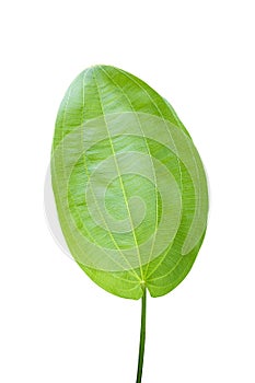 Green Echinodorus palifolius leaf isolated on white