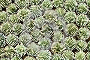 Green echinops flowers background. Top view