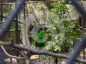 a green eclectuce parrot or eclectus roratus on the twigs in a cage at the zoo
