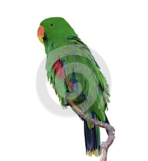 Green Eclectus Parrot