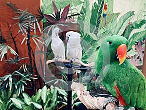 Green Eclectus parrot with a couple of white cockatoo in the background