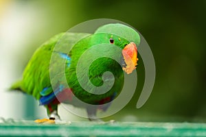 green eclectus parrot eating food