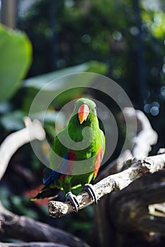 Green eclectus parrot with orange nib and red and blue feathers