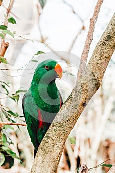 Green eclectus parrot portrait closeup on a tree