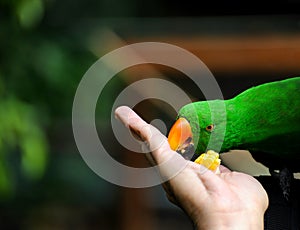 Green Eclectus parrot takes food from a hand and also takes a bite.