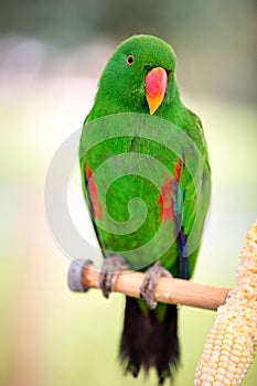 Green eclectus parrots