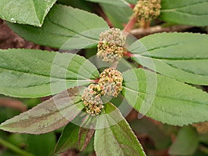 green Eclipta prostrata on wild