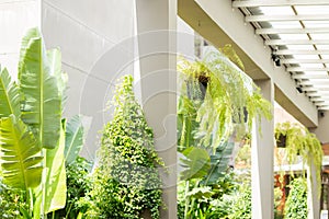 Green eco public space garden hallway building area with interior decorated with botany tree for saving energy refreshing cooling