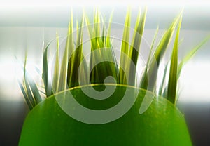 Green ecological offsprings object background photo