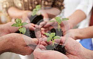 Green economy plant, hands and vision goal for future innovation, growth and sustainability. Zoom on people diversity