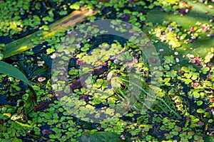 A green edible frog, Pelophylax kl. esculentus on a water lily leaf. Common European frog, Common water frog or green