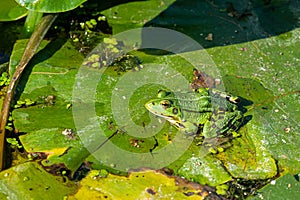 A green edible frog, Pelophylax kl. esculentus on a water lily leaf. Common European frog, Common water frog or green