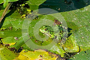 A green edible frog, Pelophylax kl. esculentus on a water lily leaf. Common European frog, Common water frog or green