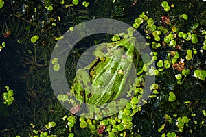 A green edible frog, Pelophylax kl. esculentus on a water lily leaf. Common European frog, Common water frog or green