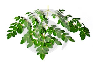 Green edible moringa leaves - Oleifera photo