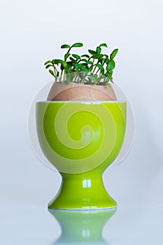 Green egg cup with eggshell growing cress