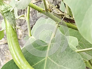 Green Eggplant fruit and a Grasshopper next to it