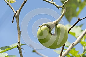 Green eggplant fruit on the tree.
