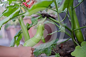 Green eggplant is growing in the garden