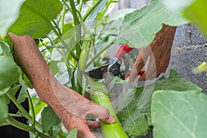 Green eggplant growing in the garden And the gardener is picking green eggplants