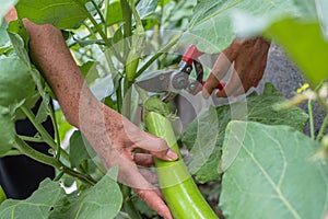 Green eggplant growing in the garden And the gardener is picking green eggplants