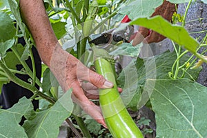 Green eggplant growing in the garden And the gardener is picking green eggplants