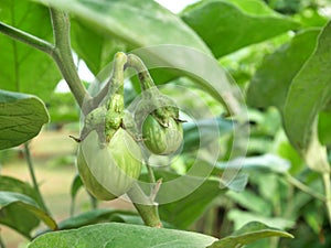 Green eggplant growing in organic vegetable garden