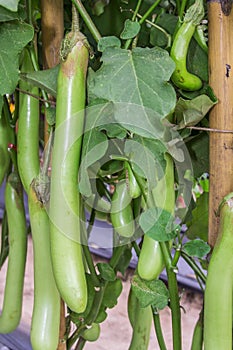 Green Eggplant hanging on tree.