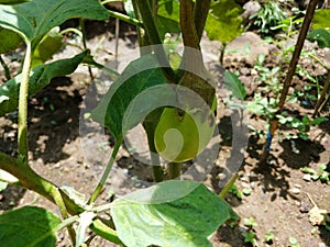 Green eggplant plants growing in the vegetable garden. Harvest green eggplant vegetables