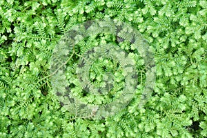 Green electric fern texture and background. Selaginella longipinna in rainforest. photo