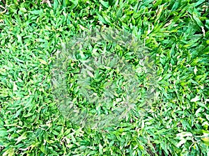 Green elephant mini grass in the front garden house