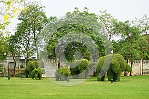 The green elephant trees in Bang Pa-In Palace