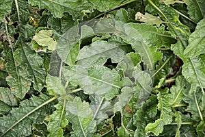 Green elephantopus scaber plant in nature garden