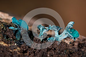 Green elf cup fungus (Chlorociboria aeruginascens)