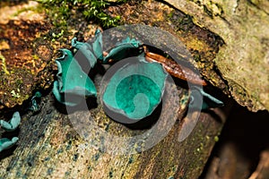 Green Elfcup - Chlorociboria aeruginascens