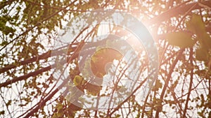 Green elm seeds covering twigs with flickering sun