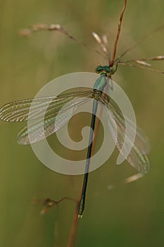 Green emerald damselfly